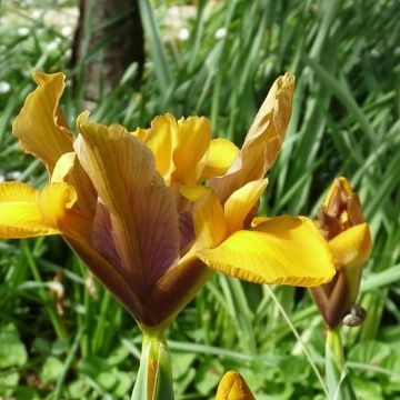 Iris hollandica Bronze Perfection - Iris olandesi