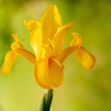 Iris hollandica Golden Harvest - Iris olandesi