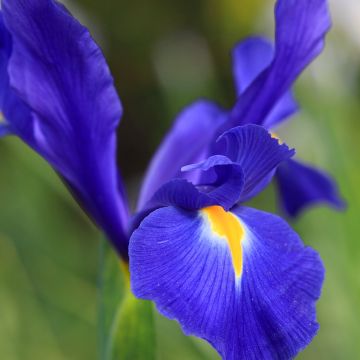 Iris hollandica Professor Blaauw - Iris olandesi