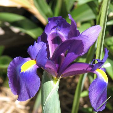 Iris hollandica Purple Sensation - Iris olandesi