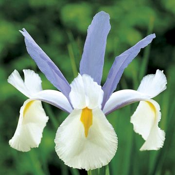 Iris hollandica Silvery Beauty - Iris olandesi