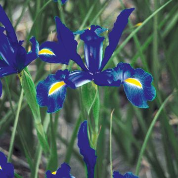 Iris hollandica Telstar - Iris olandesi