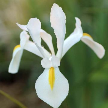 Iris hollandica White Excelsior - Iris olandesi