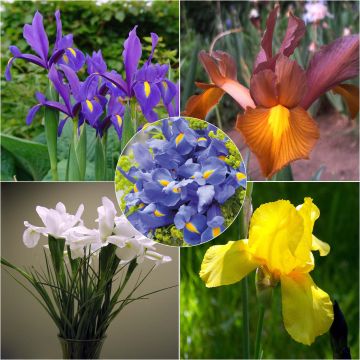 Iris hollandica - Iris olandesi