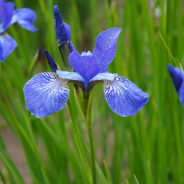 Iris sibirica Blue King - Giaggiolo siberiano