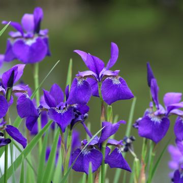 Iris sibirica Caesar's Brother - Giaggiolo siberiano