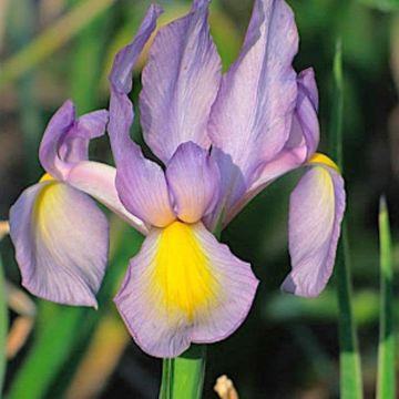 Iris hollandica Rosario - Iris olandesi