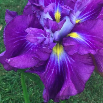 Iris ensata Dinner Plate Blueberry Pie - Iris giapponese