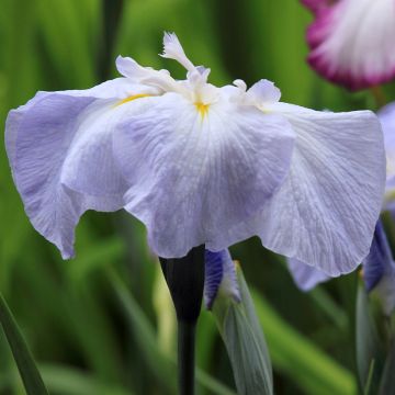 Iris ensata Dinner Plate Ice Cream - Iris giapponese