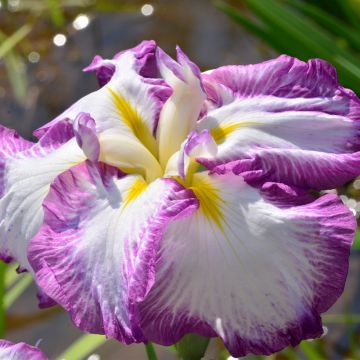 Iris ensata Dinner Plate Tiramisu - Iris giapponese