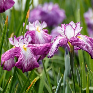 Iris ensata Harlequinesque - Iris giapponese