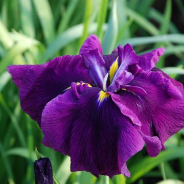 Iris ensata Royal Banner - Iris giapponese