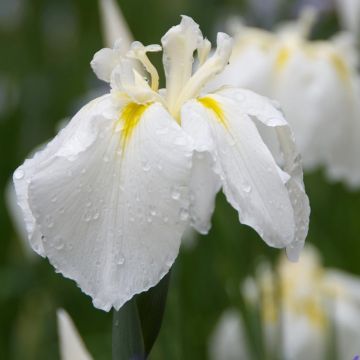 Iris ensata Diamant - Iris giapponese