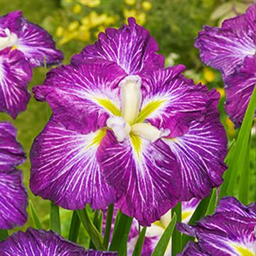 Iris ensata Dinner Plate Jell-O - Iris giapponese