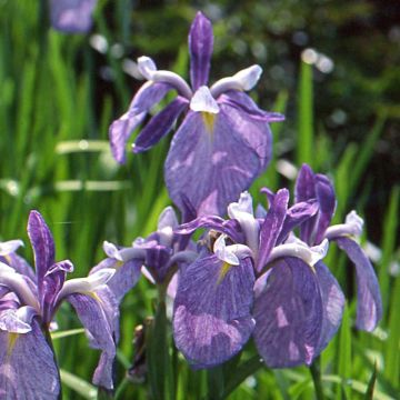 Iris ensata Météor - Iris giapponese