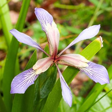 Iris foetidissima - Giaggiolo puzzolente