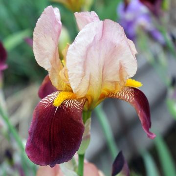 Iris germanica Agrippa - Giaggiolo paonazzo