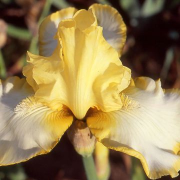 Iris germanica Antique Ivory - Giaggiolo paonazzo