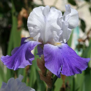 Iris germanica Arpège - Giaggiolo paonazzo