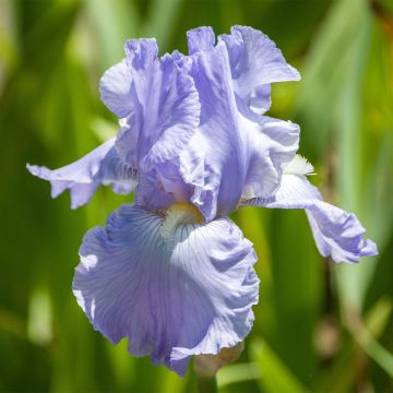 Iris germanica Babbling Brook - Giaggiolo paonazzo