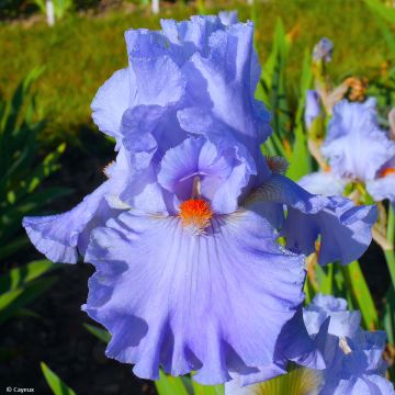 Iris germanica Baie des Anges - Giaggiolo paonazzo