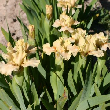 Iris germanica Ballet Lesson - Giaggiolo paonazzo