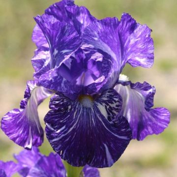 Iris germanica Batik - Giaggiolo paonazzo