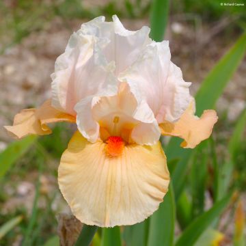 Iris germanica Bébé Rose - Giaggiolo paonazzo