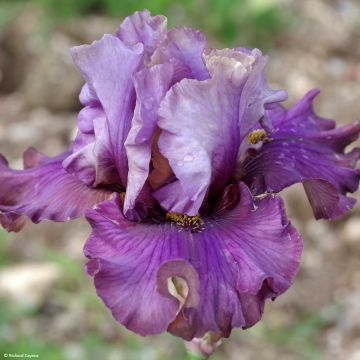 Iris germanica Belle Surprise - Giaggiolo paonazzo