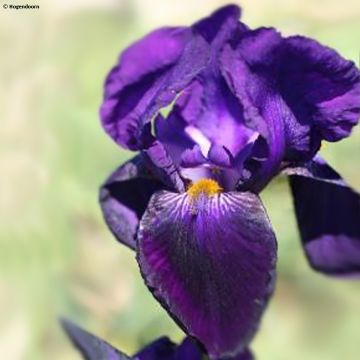 Iris germanica Bishop's Robe - Giaggiolo paonazzo