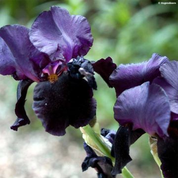 Iris germanica Black Dragon - Giaggiolo paonazzo