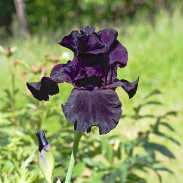 Iris germanica Black Suited - Giaggiolo paonazzo