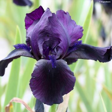 Iris germanica Black Watch - Giaggiolo paonazzo