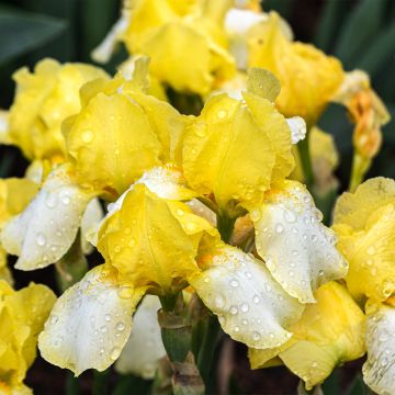 Iris germanica Blessed Again - Giaggiolo paonazzo