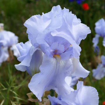 Iris germanica Blue Sapphire - Giaggiolo paonazzo