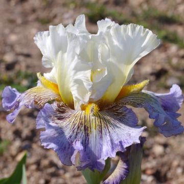 Iris germanica Brin de Folie - Giaggiolo paonazzo