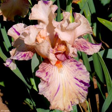 Iris germanica Brindled Beauty - Giaggiolo paonazzo