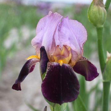 Iris germanica Bruno - Giaggiolo paonazzo