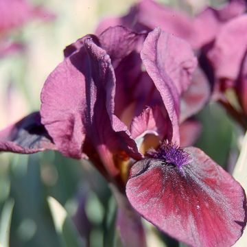 Iris Candy Apple - Giaggiolo