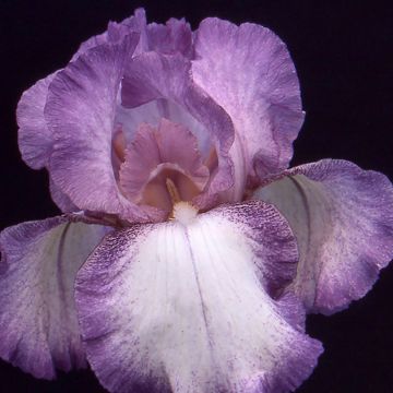 Iris germanica Casino Queen - Giaggiolo paonazzo