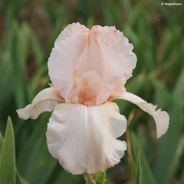 Iris germanica Cherished - Giaggiolo paonazzo