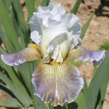 Iris germanica Ciel Gris sur Poilly - Giaggiolo paonazzo