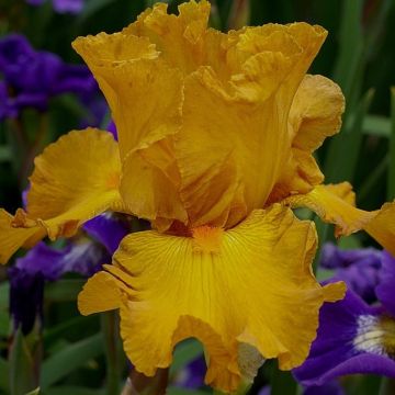 Iris germanica Cigarillo - Giaggiolo paonazzo