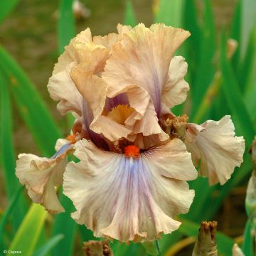 Iris germanica Coffee Trader - Giaggiolo paonazzo