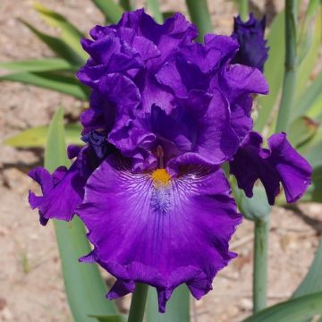 Iris germanica Confiserie - Giaggiolo paonazzo