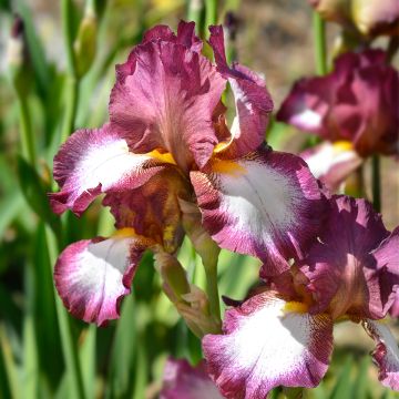 Iris germanica Crinoline - Giaggiolo paonazzo