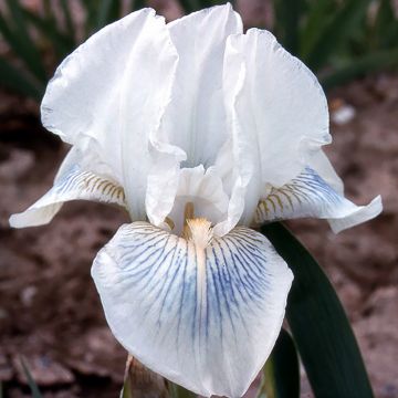 Iris germanica Cutie - Giaggiolo paonazzo