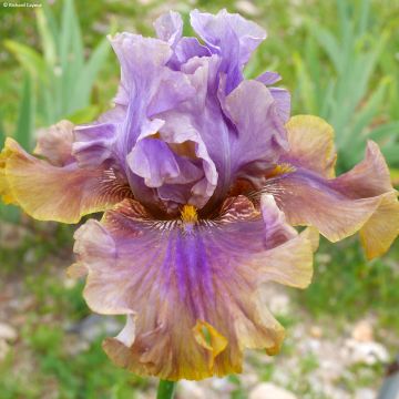 Iris germanica Déguisement - Giaggiolo paonazzo