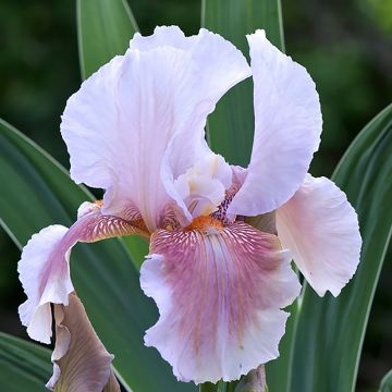 Iris germanica Delicato - Giaggiolo paonazzo