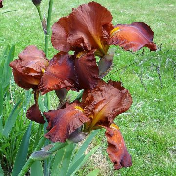 Iris germanica Dutch Chocolate - Giaggiolo paonazzo